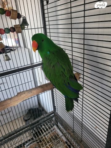 תמונת מודעה - חיות מחמד