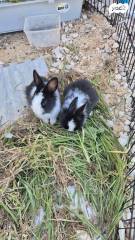 תמונת מודעה - חיות מחמד