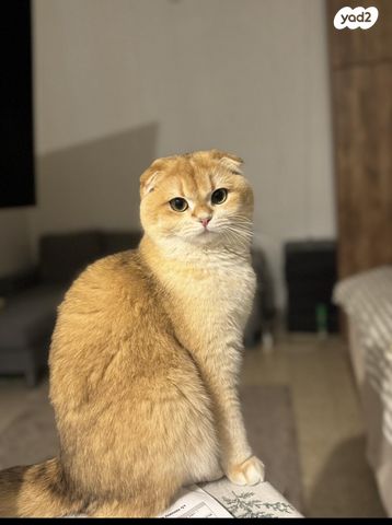 תמונת מודעה - חיות מחמד