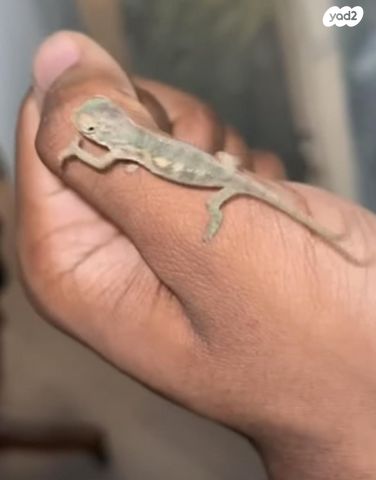 תמונת מודעה - חיות מחמד