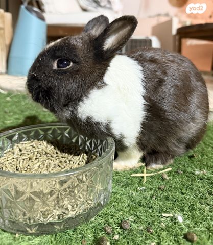 תמונת מודעה - חיות מחמד