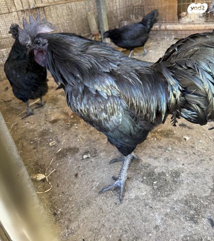 תמונת מודעה - חיות מחמד