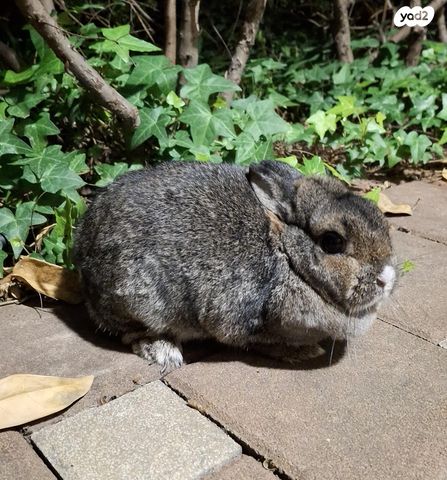 תמונת מודעה - חיות מחמד