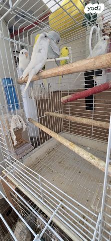 תמונת מודעה - חיות מחמד