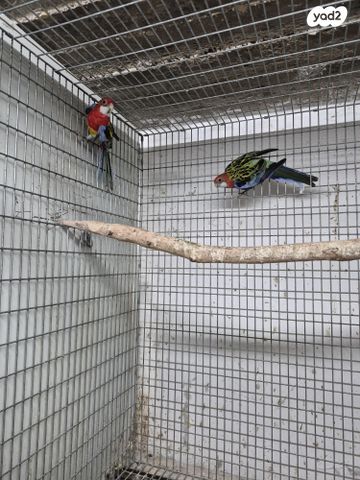 תמונת מודעה - חיות מחמד