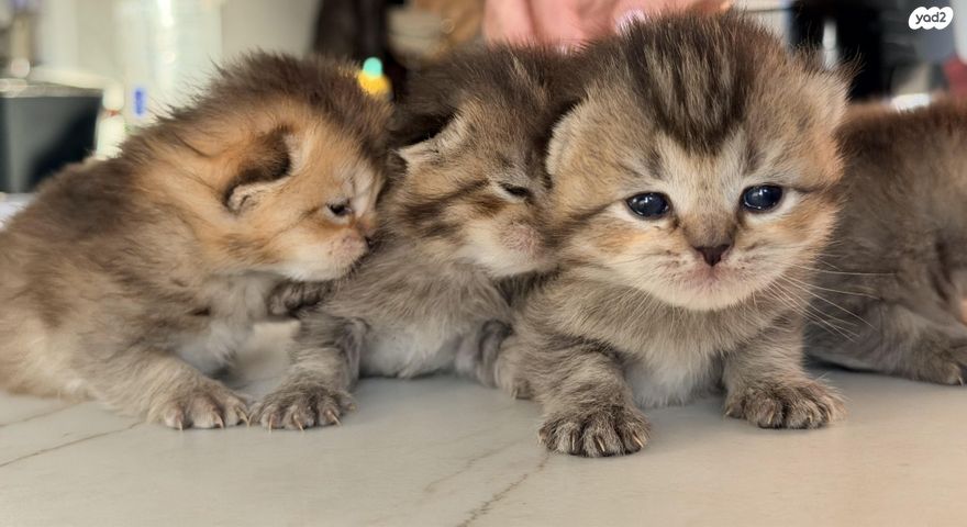 תמונת מודעה - חיות מחמד