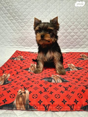 תמונת מודעה - חיות מחמד