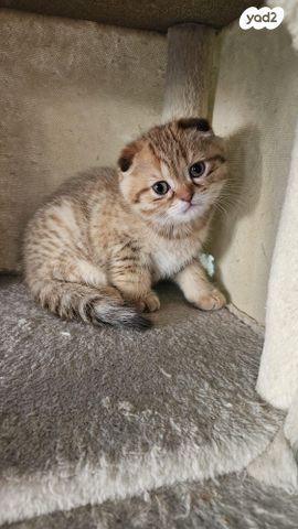 תמונת מודעה - חיות מחמד