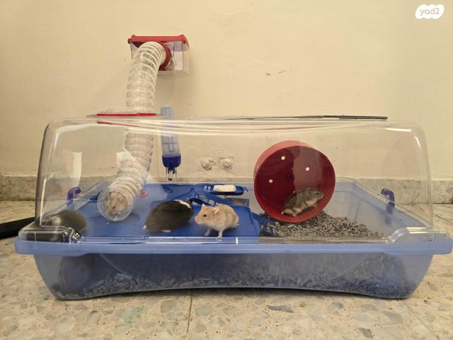 תמונת מודעה - חיות מחמד