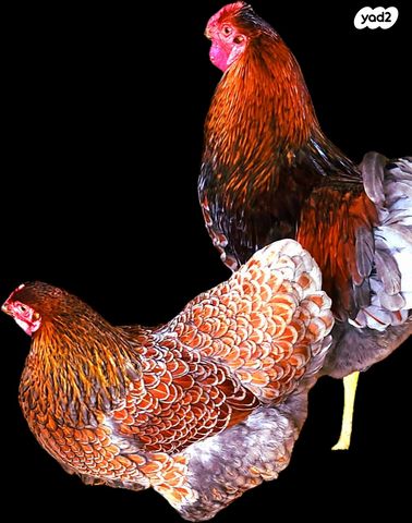 תמונת מודעה - חיות מחמד