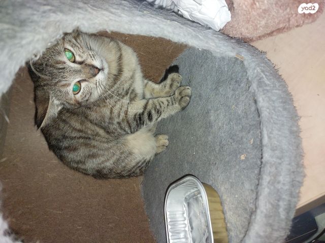 תמונת מודעה - חיות מחמד