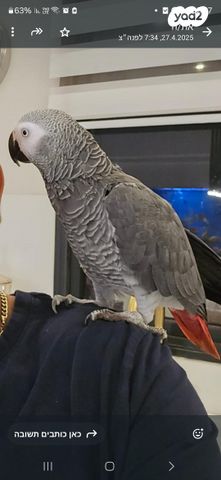 תמונת מודעה - חיות מחמד