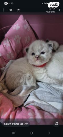 תמונת מודעה - חיות מחמד