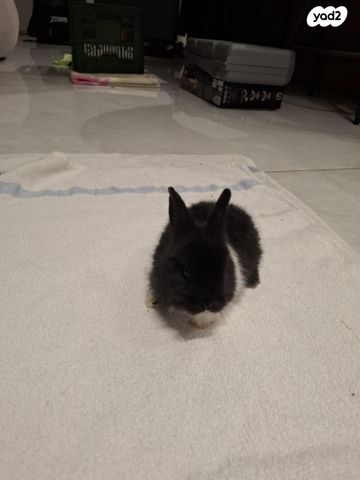 תמונת מודעה - חיות מחמד