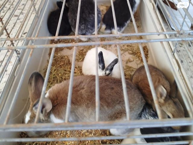 תמונת מודעה - חיות מחמד