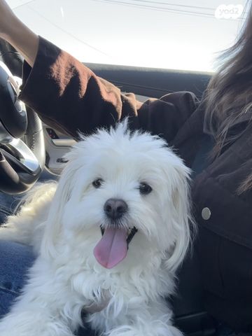 תמונת מודעה - חיות מחמד