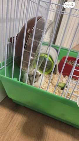 תמונת מודעה - חיות מחמד