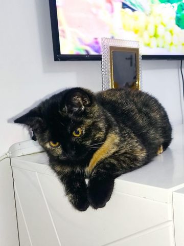 תמונת מודעה - חיות מחמד