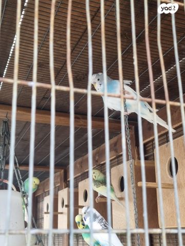 תמונת מודעה - חיות מחמד