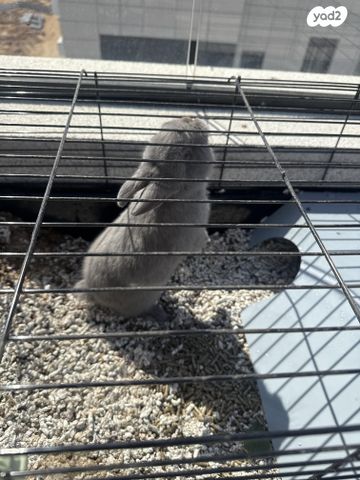 תמונת מודעה - חיות מחמד