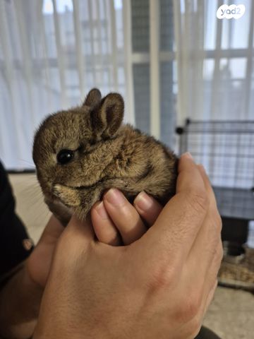 תמונת מודעה - חיות מחמד