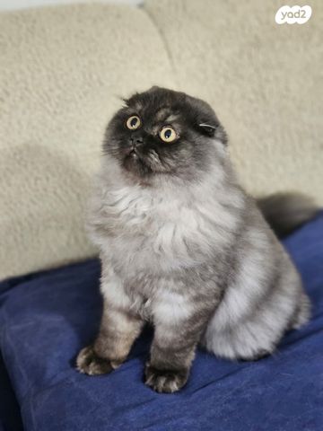 תמונת מודעה - חיות מחמד