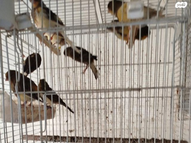 תמונת מודעה - חיות מחמד