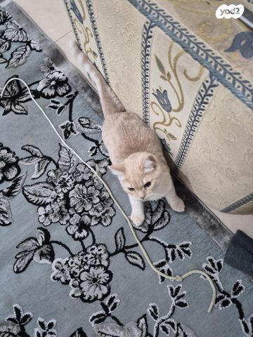 תמונת מודעה - חיות מחמד