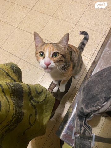 תמונת מודעה - חיות מחמד