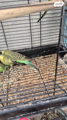 תמונת מודעה - חיות מחמד