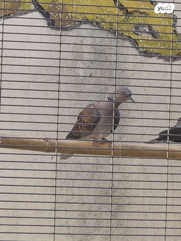 תמונת מודעה - חיות מחמד