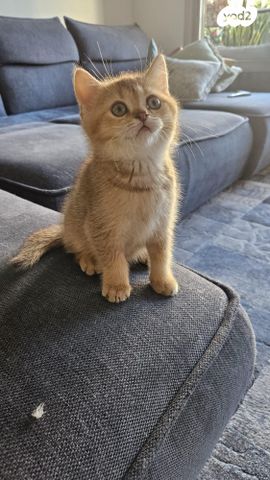 תמונת מודעה - חיות מחמד