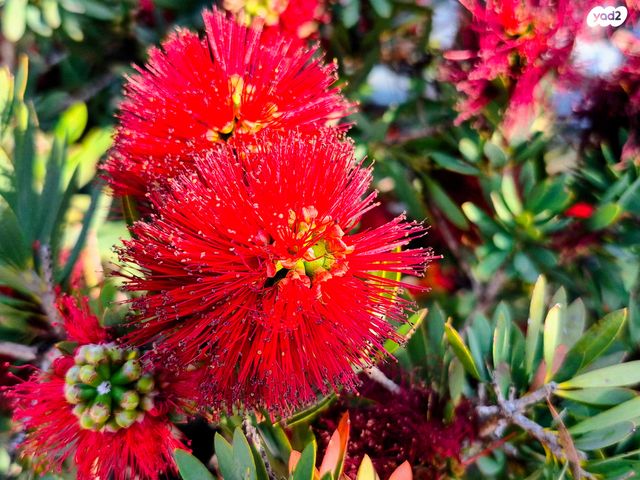 בית פרטי/ קוטג'