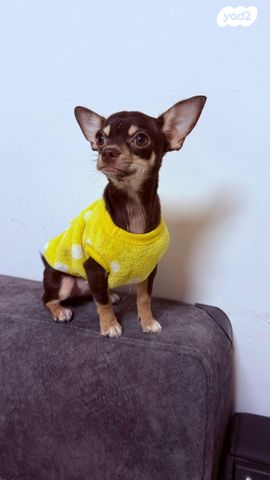 תמונת מודעה - חיות מחמד