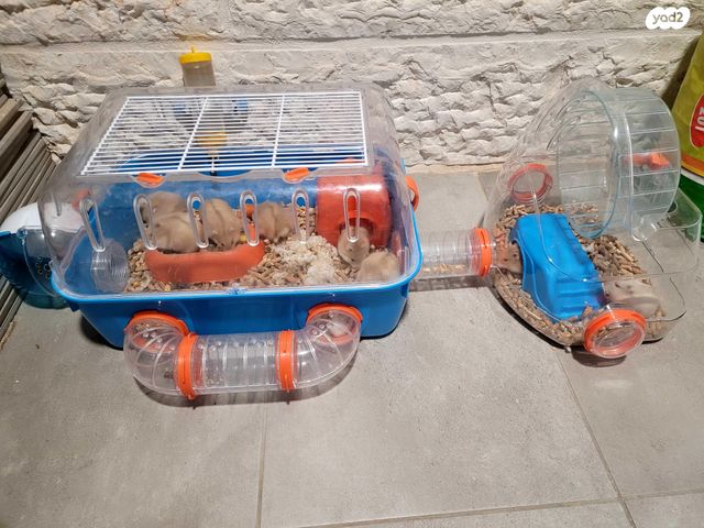 תמונת מודעה - חיות מחמד