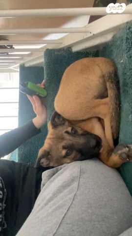 תמונת מודעה - חיות מחמד