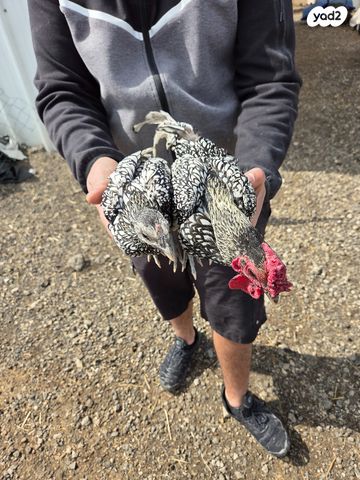 תמונת מודעה - חיות מחמד