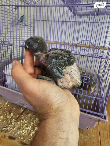 תמונת מודעה - חיות מחמד