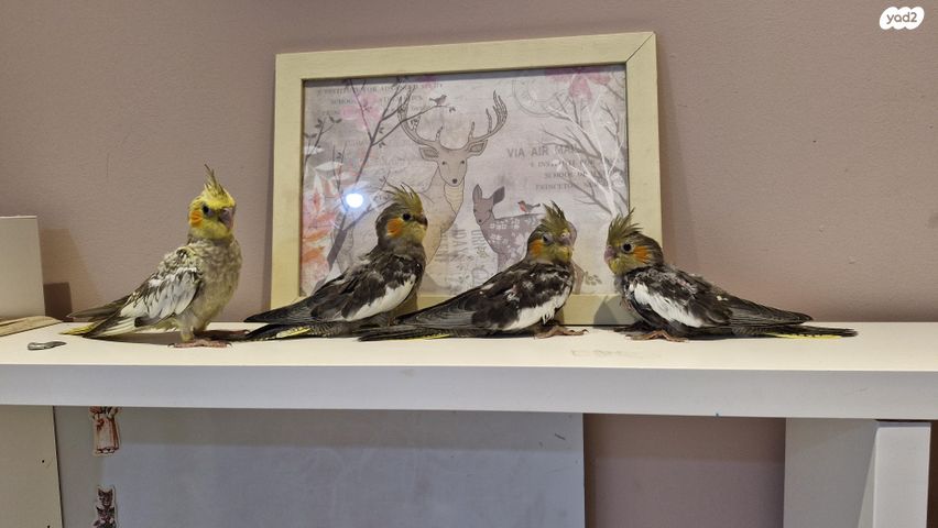 תמונת מודעה - חיות מחמד