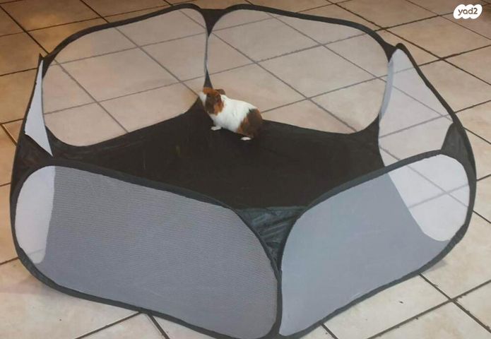 תמונת מודעה - חיות מחמד