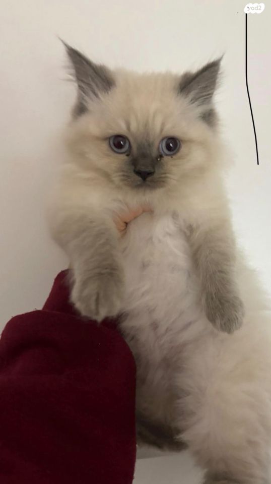 תמונת מודעה - חיות מחמד