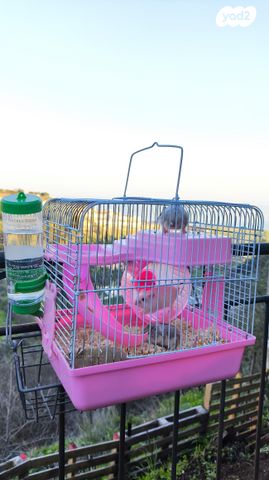 תמונת מודעה - חיות מחמד