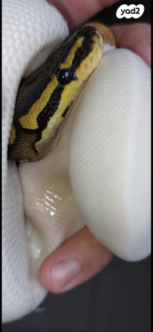 תמונת מודעה - חיות מחמד