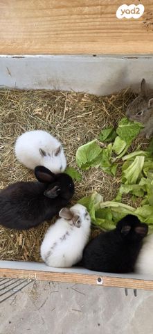 תמונת מודעה - חיות מחמד