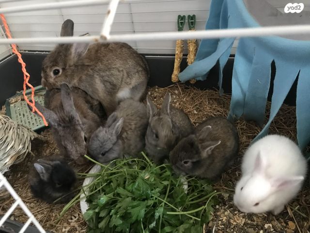 תמונת מודעה - חיות מחמד