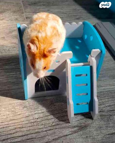 תמונת מודעה - חיות מחמד