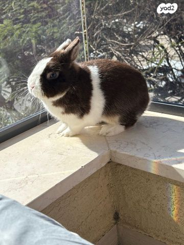 תמונת מודעה - חיות מחמד