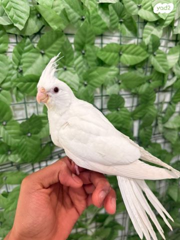 תמונת מודעה - חיות מחמד