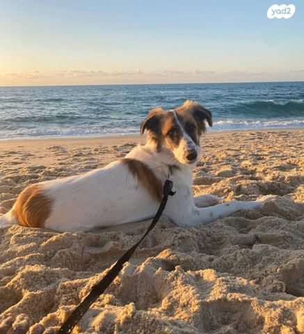 תמונת מודעה - חיות מחמד