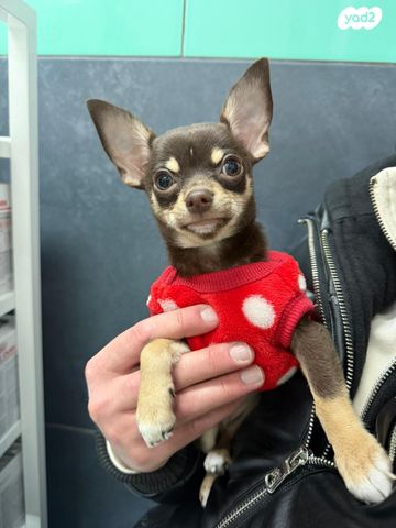 תמונת מודעה - חיות מחמד